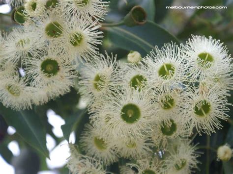 Discover 151 common types of flowers with our comprehensive guide including images, gardening information and tips to help find your perfect bloom! White Flowering Gum Tree | Australian native plants ...