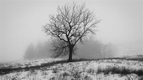 Leafless Tree On Snow Covered Grass With Fog Background Hd Nature