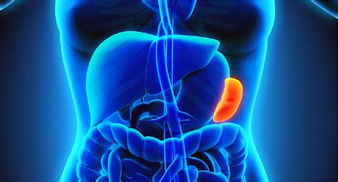 The kidneys are closer to the thoracic spine (i.e. 7 Home Remedies for Spleen Problems - Home Remedies For ...
