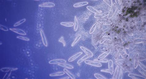 How Do Single Celled Organisms Move Digital Lesson Us Mozaik