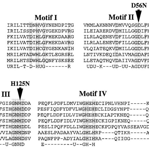 Alignment Of Eukaryotic Mre11 Sequences With Prokaryotic SbcD