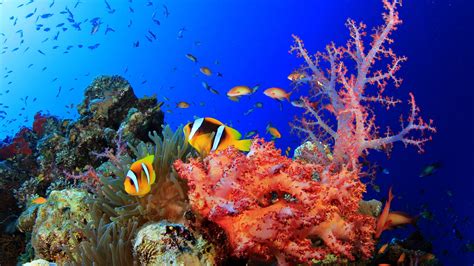 Colorful Shoal Of Fish Swimming Near Coral Reefs Under Sea Hd Animals