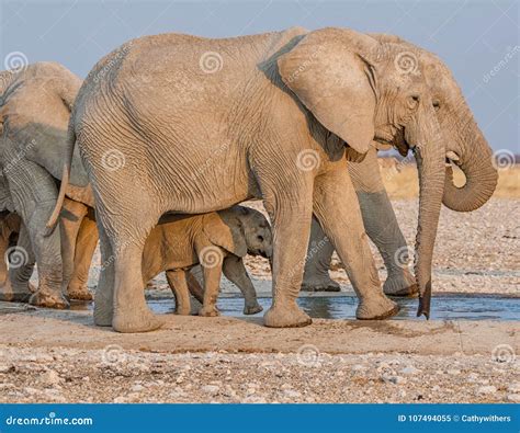 Baby African Elephant 39 Stock Image Image Of Mother 107494055