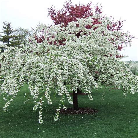 Best Crabapples For Your Yard Flowering Crabapple Weeping Trees