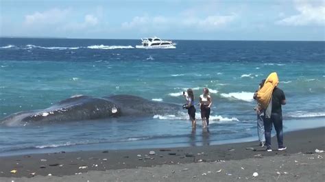 Video Toter Wal An Der Küste Von Bali Angespült Sternde