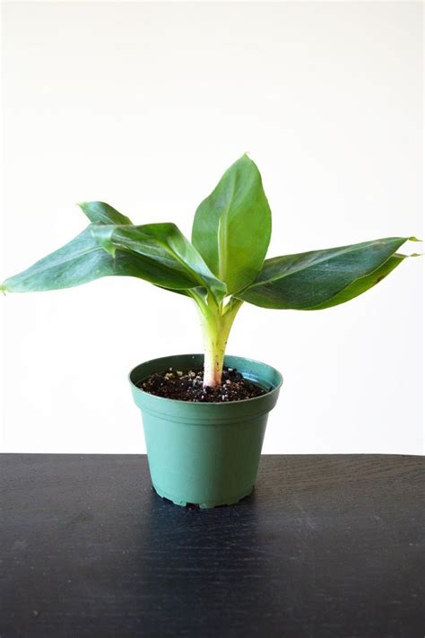Make sure you are familiar with banana bunchy top. 10 Gorgeous Plants You Can Buy on Amazon Right Now ...