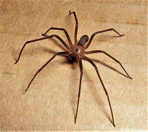 Brown Recluses Venomous Spiders Common Here But Little Danger Really