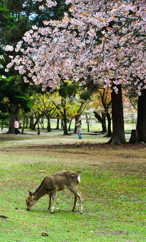 Deer At Nara Park Japan In The Cherry Blossom Stock Image Image Of