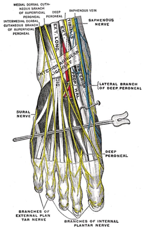 The Sacral And Coccygeal Nerves Human Anatomy
