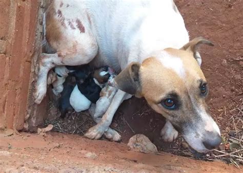 Surpresa Cachorra dá à luz a seis filhotes após ser abrigada Direto das Ruas Campo Grande News