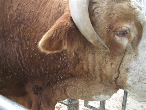Lice In Cattle Healthy Food Near Me