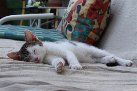 Free Images Cute Pet Kitten Nap Whiskers Sleep Vertebrate