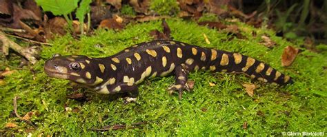 Fun Facts About Tiger Salamanders