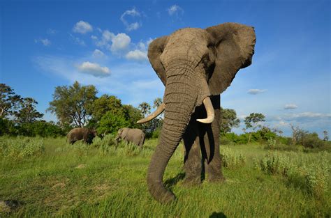 Everything you want to see is here! Dodo Heroes: How to Help | Animal Planet | Animal Planet