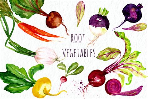 Root Vegetables Watercolor Clip Art Graphics Creative Market