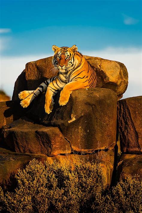 Amazing Photography Collection Amazing Sunset Tiger By Chri