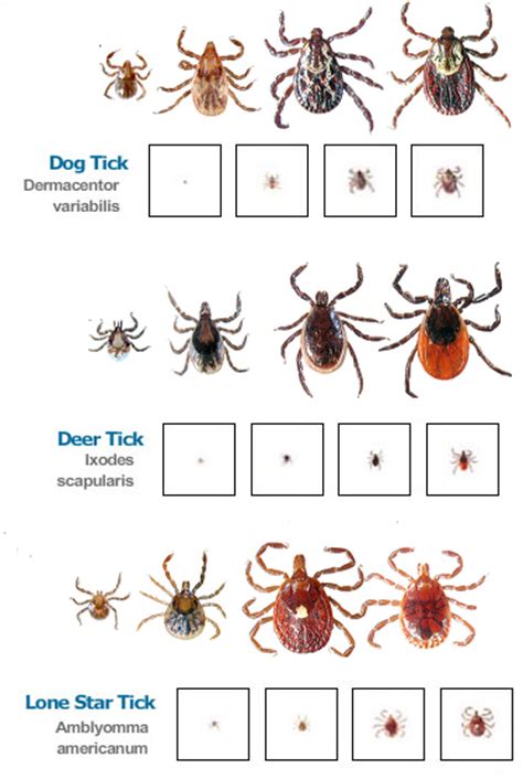 Midcoast Lyme Disease Support And Education Tick Identification