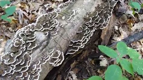 identifying turkey tail mushroom youtube