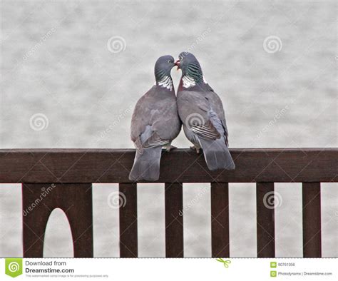 Pigeons In Love Stock Photo Image Of Animal Mating 90761056