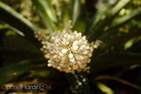 Local flowers are used to the climate, have a certain significance to the populace. Flowers in the Dominican Republic