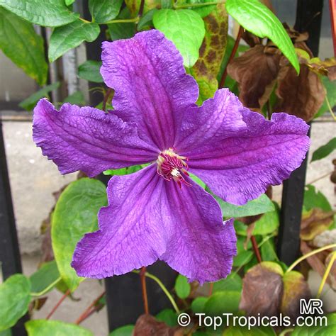Check spelling or type a new query. Clematis sp., Clematis, Old Man's Beard, Traveler's Joy ...
