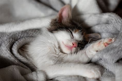 Kitten Sleep Cute Free Photo On Pixabay Pixabay