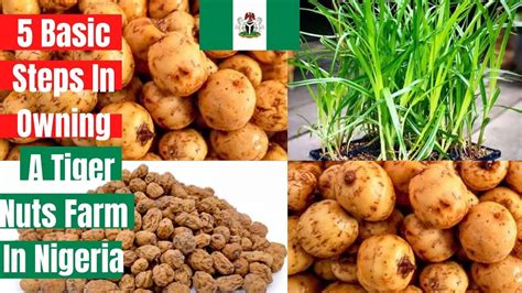 How To Start Lucrative Tiger Nuts Farming In Africa Nigeria Youtube