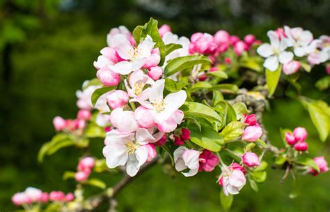 Then, in mid february, it started blooming pink and white flowers. Know Your: Spring Blossom