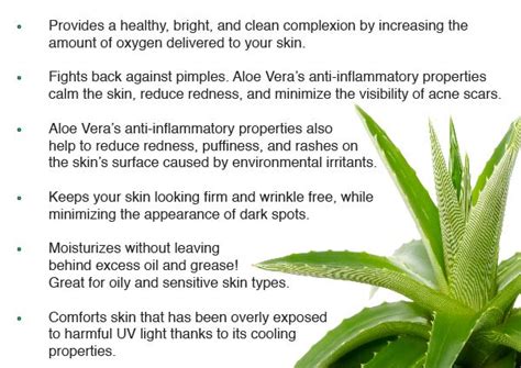 Benefits Of Applying Aloe Vera Plant On Skin Plantă Blog