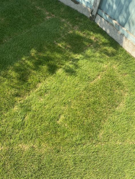 Newly Laid Turf Going Brown And Has Sink Holes — Bbc Gardeners