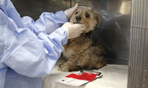 Immunocompromised patients may also lack the ability to respond appropriately to vaccination. Protecting the Immunocompromised Patient | Vet tech ...