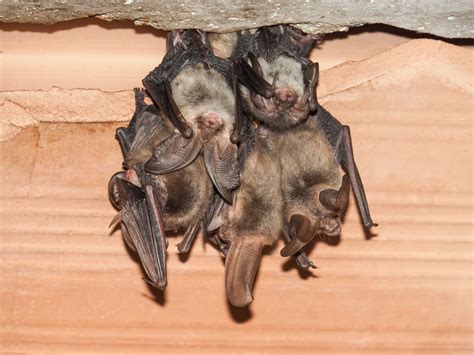 The Importance Of Humane Bat Removal From Your Home Racine County Eye