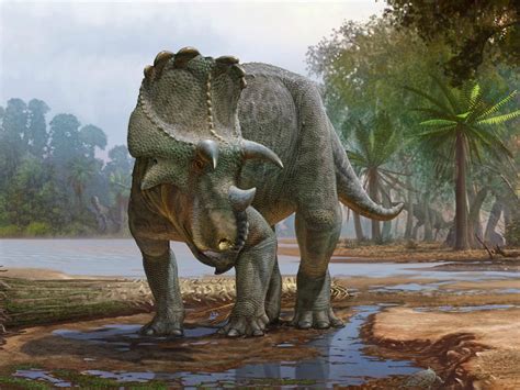 New Horned Dinosaur Found In Us Was Ancestor To Triceratops