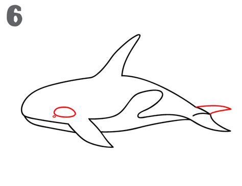 How To Draw A Killer Whale Easy Drawing Tutorial