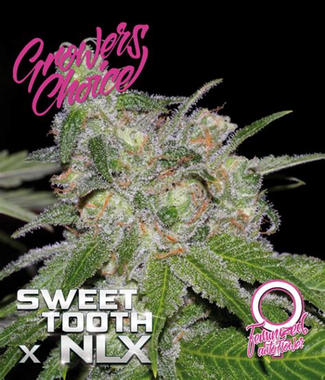 Sweet Tooth X Nlx Auto Feminised Cannabis Seeds Growers Choice