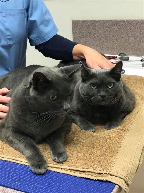 Evergreen veterinary clinic has served east san jose's community and their pets for many years with exceptional care. Neighborhood Pet Clinic - Home | Facebook