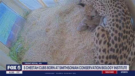 Smithsonian Welcomes Five New Cheetah Cubs Born At Conservation Biology