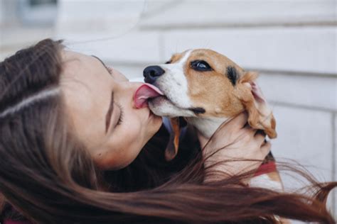 犬 の 舐める 行為