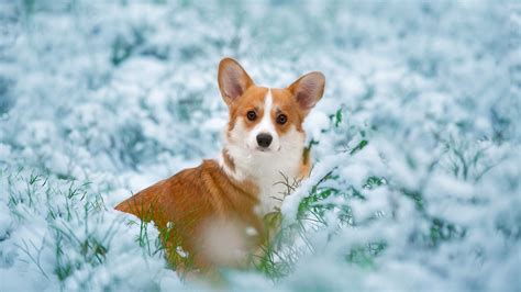Brown White Corgi Dog In Snow Covered Grass Field Hd Dog Wallpapers