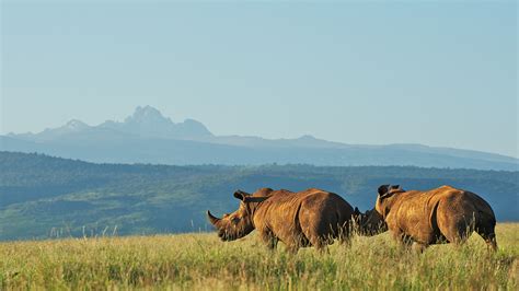 Mount Kenya National Park Climb Mount Kenya
