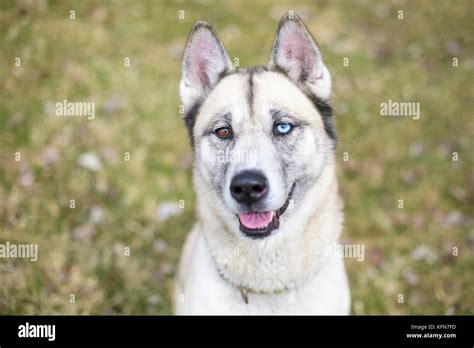 A Husky Mixed Breed Dog With Heterochromia One Blue Eye And One Brown