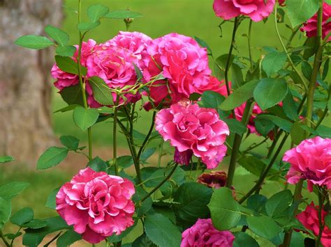 Double Roses Photograph By Jeanette Oberholtzer Fine Art America