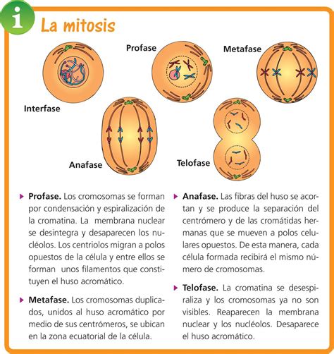 Lista Foto Esquema De La Mitosis Y Meiosis Alta Definici N Completa
