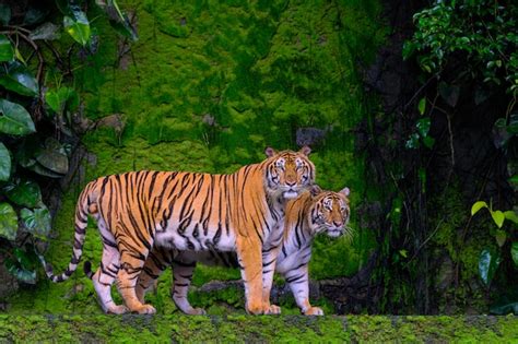 Premium Photo Beautiful Bengal Tiger Green Tiger In Forest Show Nature