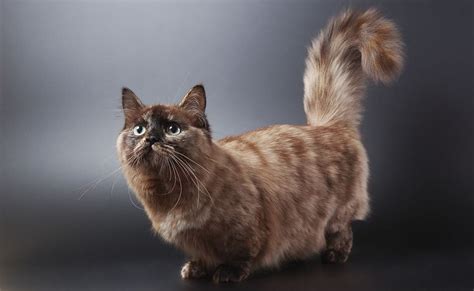 Himalayan Munchkin Cat
