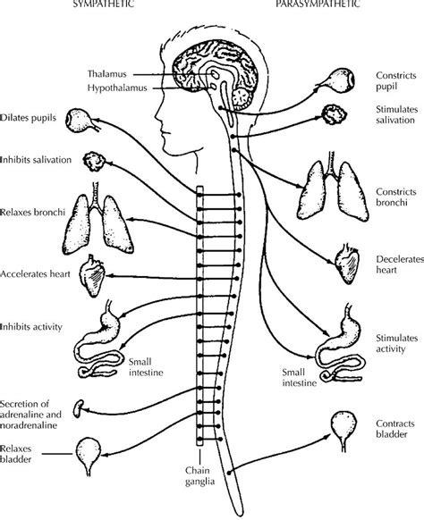 As with other higher vertebrates, the human nervous system has two main parts: Central Nervous System Drawing at GetDrawings | Free download