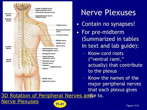Ppt What Are The Major Components Of A Spinal Nerve Powerpoint