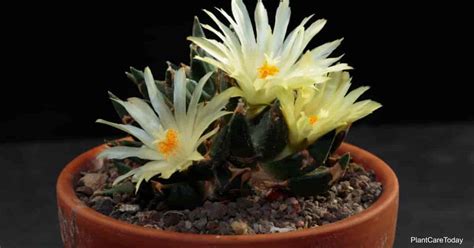 Moon cactus, also known as gymnocalycium mihanovichii or hibotan cactus, is native to south american deserts in places like brazil and argentina. Ariocarpus Care: Growing The Living Rock Cactus