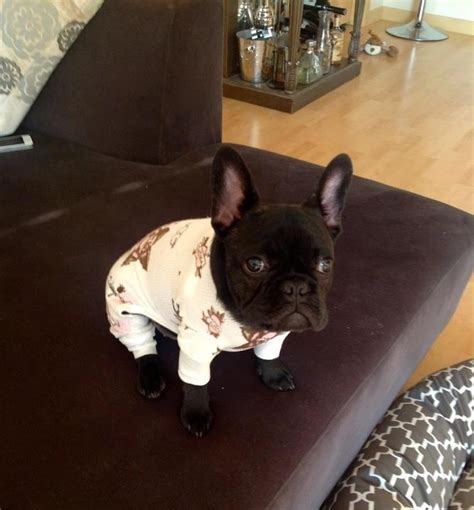A wide variety of french bulldog clothes options are available to you, such as material, apparel & accessory type, and style. Puppies in Onesies - FuzzFeed