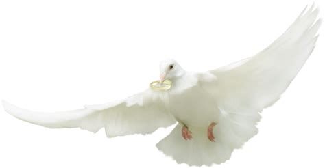 ♥ Tube Mariage Colombe Png ♥ Wedding Dove Png ♥